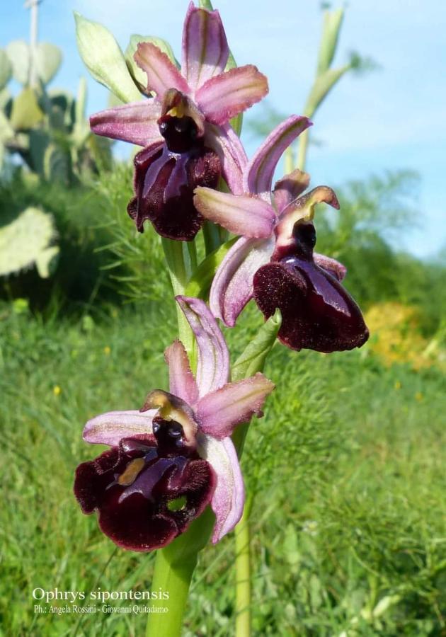 Апартаменты Orchidea Mattinata Parco Del Gargano Экстерьер фото