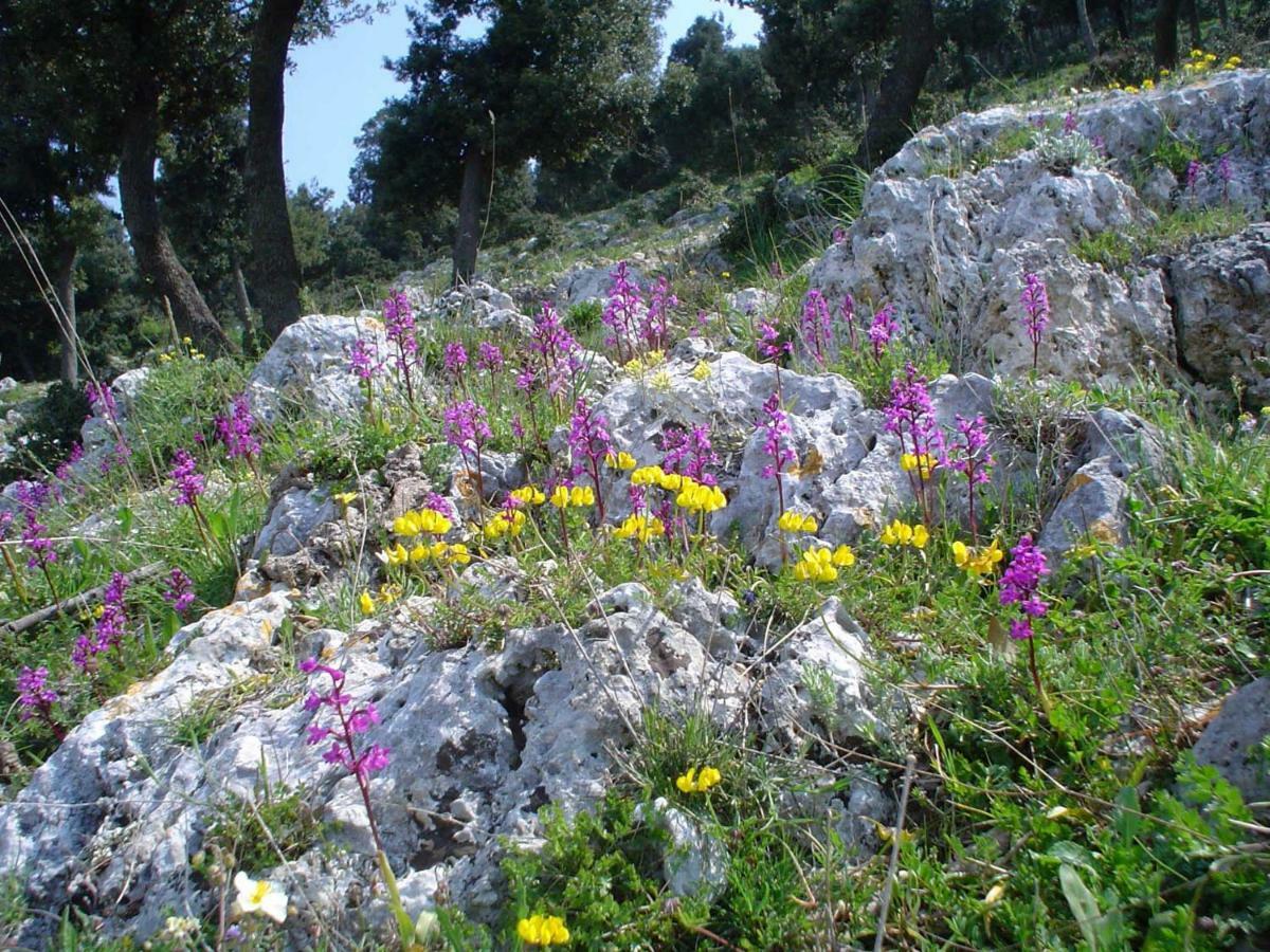 Апартаменты Orchidea Mattinata Parco Del Gargano Экстерьер фото