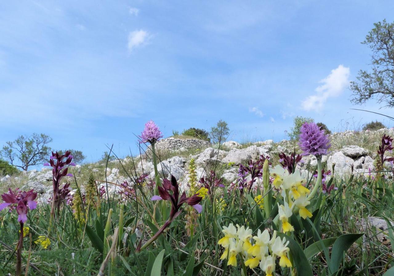 Апартаменты Orchidea Mattinata Parco Del Gargano Экстерьер фото